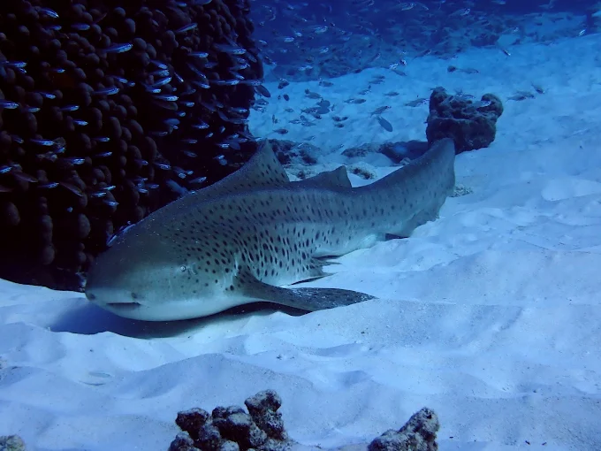 Zebra shark resting on the sandy seabed, shot on a rented underwater camera
